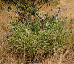 Andeimalva chilensis