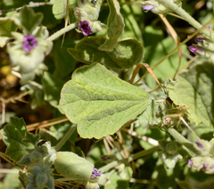 Andeimalva chilensis