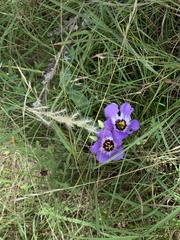 Eustoma russellianum