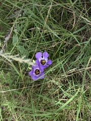 Eustoma russellianum