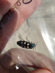 Buprestis octoguttata