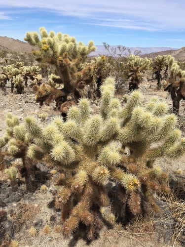 iNaturalist observation photo of Teddybear Cholla