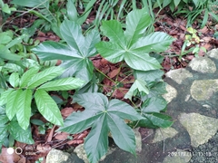 Sterculia apetala