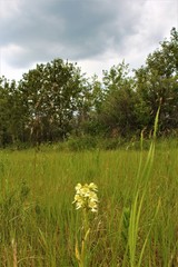 Platanthera praeclara