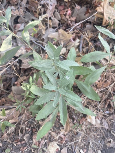 photo of California Mugwort (Artemisia douglasiana)