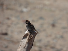 Melospiza melodia image
