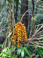 Chamaedorea pinnatifrons