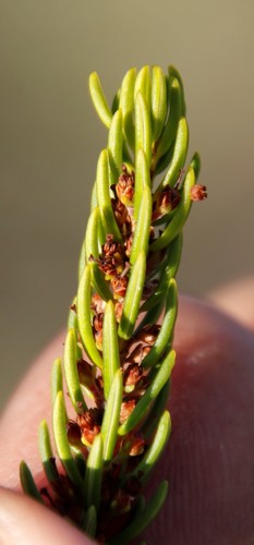 Image of Erica coarctata by (c) Tony Rebelo, some rights reserved (CC BY-SA)