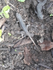 Sceloporus occidentalis