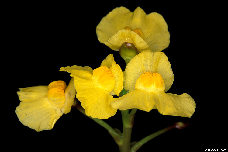 Utricularia foliosa
