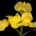 Utricularia foliosa - Photo (c) 2009 Barry Rice, algunos derechos reservados (CC BY-NC-SA)