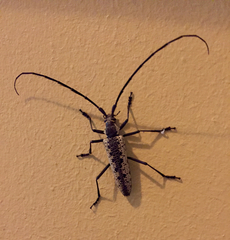 Disteniazteca pilati