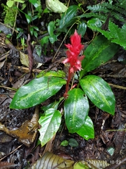 Stenorrhynchos speciosum