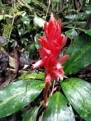 Stenorrhynchos speciosum