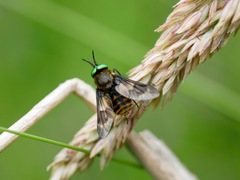 Chrysops relictus