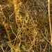 photo of California Dodder (Cuscuta californica)