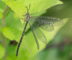 Brachynemurus nebulosus