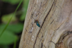 Chrysis fulgida