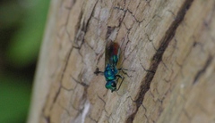 Chrysis fulgida