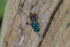 Chrysis fulgida