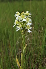 Platanthera praeclara