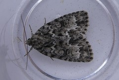 Acronicta fragilis