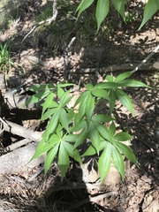Aesculus glabra arguta