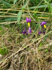 Solanum dulcamara