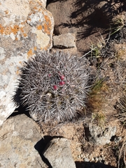 Eriosyce nigrihorrida