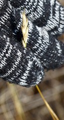 Danthonia intermedia riabuschinskii