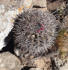 Eriosyce nigrihorrida