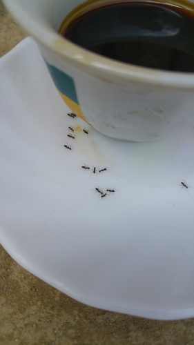 Longhorn Crazy Ant