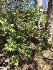 Aesculus glabra arguta