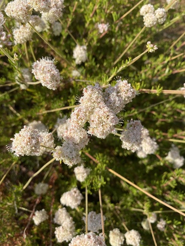 photo of California Buckwheat (Eriogonum fasciculatum)