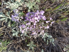 Limonium caspium