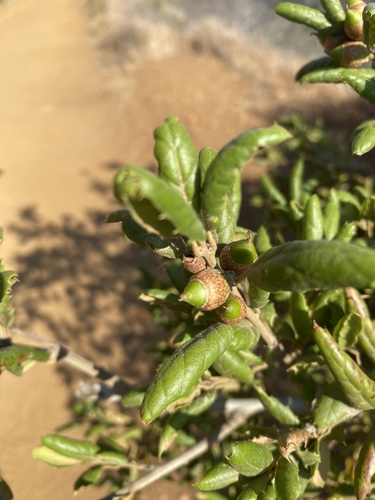 photo of Coast Live Oak (Quercus agrifolia)