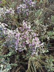 Limonium caspium