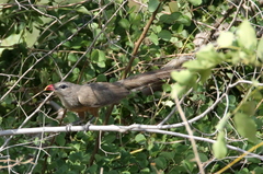 Taccocua leschenaultii