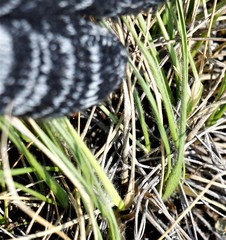 Danthonia intermedia riabuschinskii