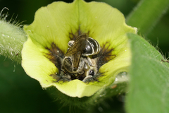 Colletes latitarsis