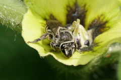Colletes latitarsis
