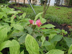 Costus phyllocephalus