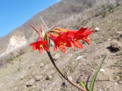 Zephyranthes phycelloides