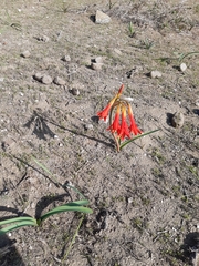 Zephyranthes phycelloides