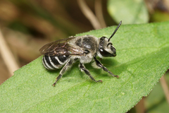 Colletes latitarsis