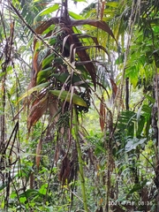 Chamaedorea linearis