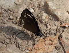 Euploea darchia