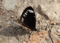 Euploea darchia