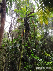 Chamaedorea linearis