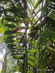 Chamaedorea linearis